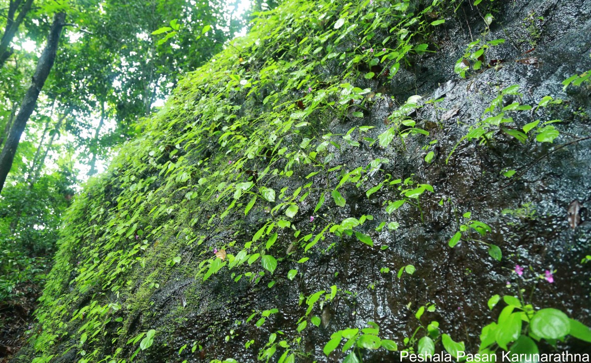 Impatiens yakandawalarum Gopallawa, Hapuarachchi & Jayathissa